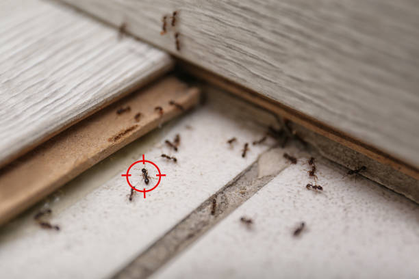 Best Spider Control Near Me  in Garfield Heights, OH