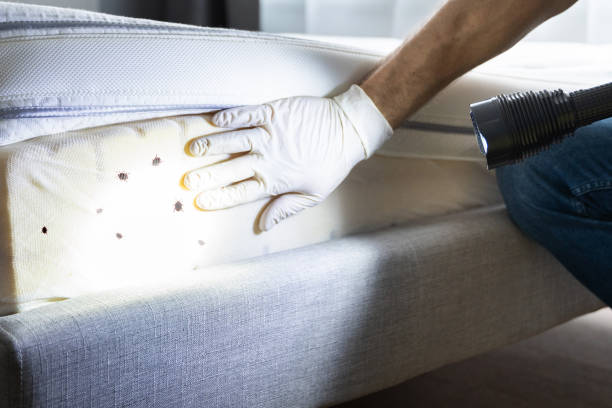 Best Termite Control Services  in Garfield Heights, OH