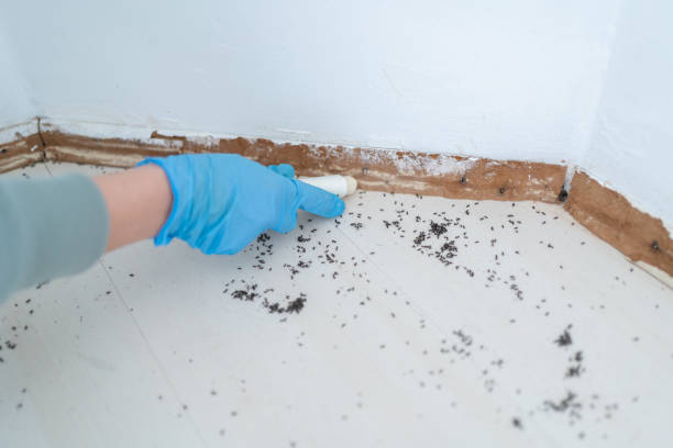 Best Wasp Removal Services  in Garfield Heights, OH